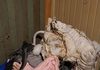 Homem acamado de 61 anos é incendiado dentro de casa após invasão de seis suspeitos em SC