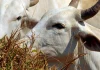 Carne brasileira terá tarifa de 67% na China após esgotar cota de exportação