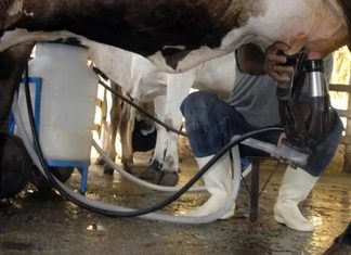 Produção de leite bate recorde no Brasil, mesmo com queda no número de vacas ordenhadas