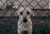 Mulher é presa suspeita de matar cachorro a golpes de machado em SC