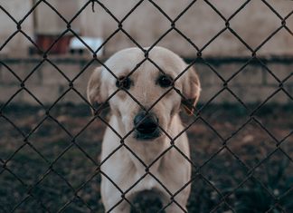 Mulher é presa suspeita de matar cachorro a golpes de machado em SC